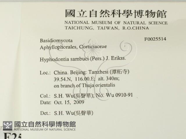 冇骨消絲齒菌藏品圖，第2張