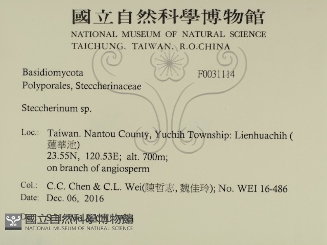 齒耳菌屬藏品圖，第2張