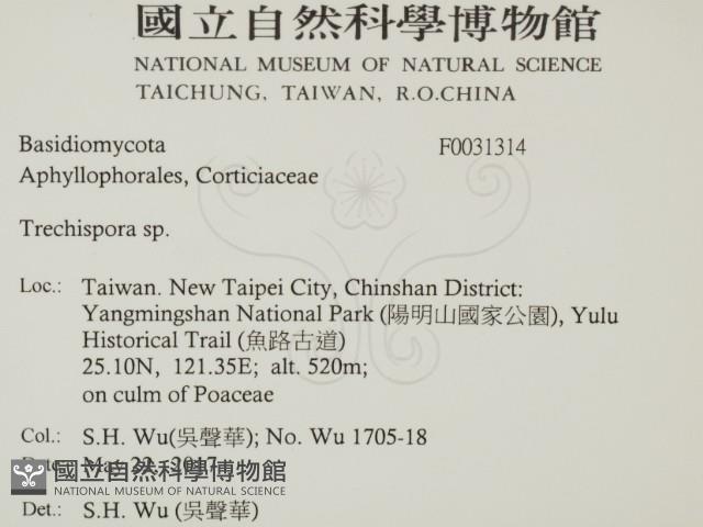 粗糙孢菌屬藏品圖，第2張