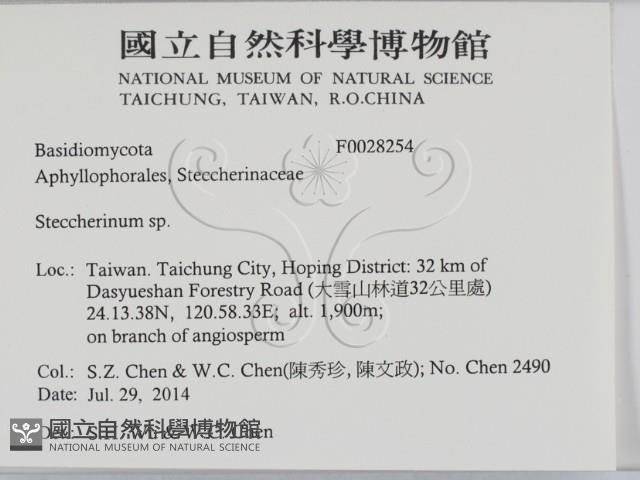 齒耳菌屬藏品圖，第2張