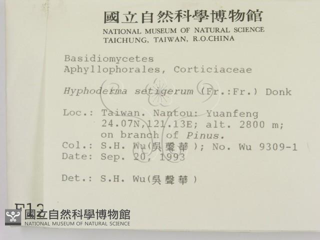 剛毛絲皮菌藏品圖，第2張