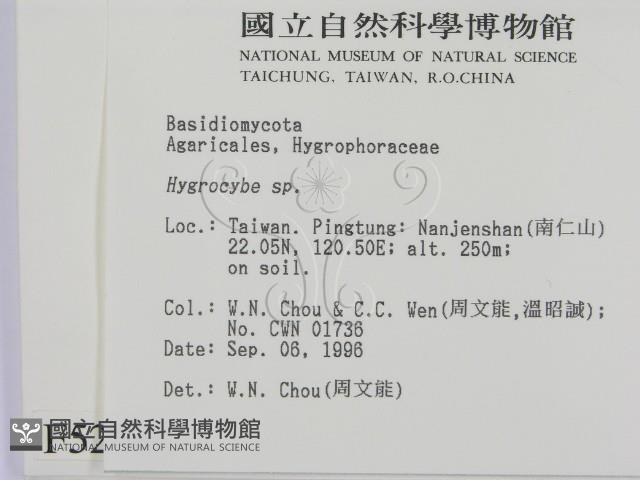 濕傘屬藏品圖，第2張