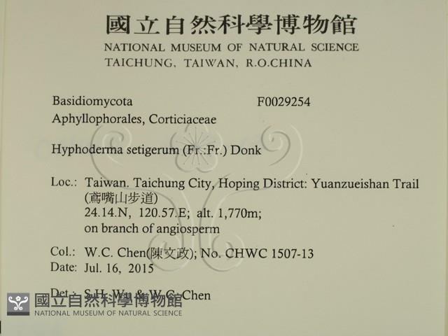 剛毛絲皮菌藏品圖，第2張