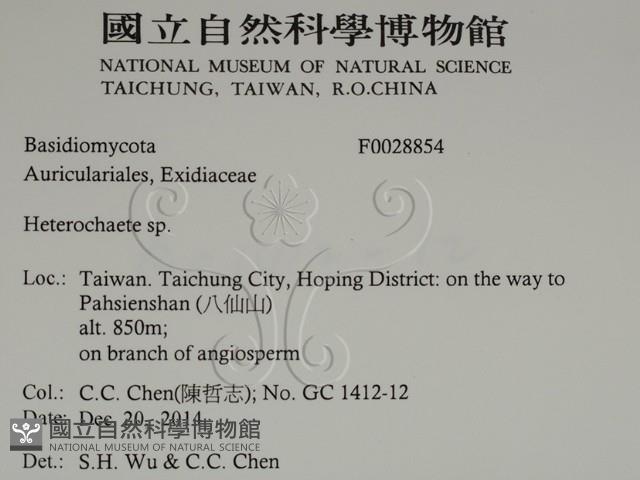 刺皮菌屬藏品圖，第2張