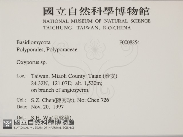 銳孔菌屬藏品圖，第2張