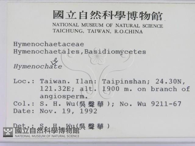 刺革菌屬藏品圖，第2張