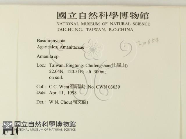 鵝膏屬藏品圖，第2張