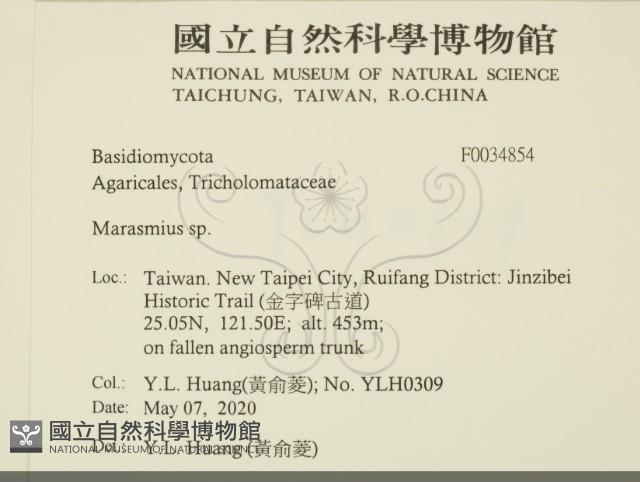 小皮傘屬藏品圖，第2張