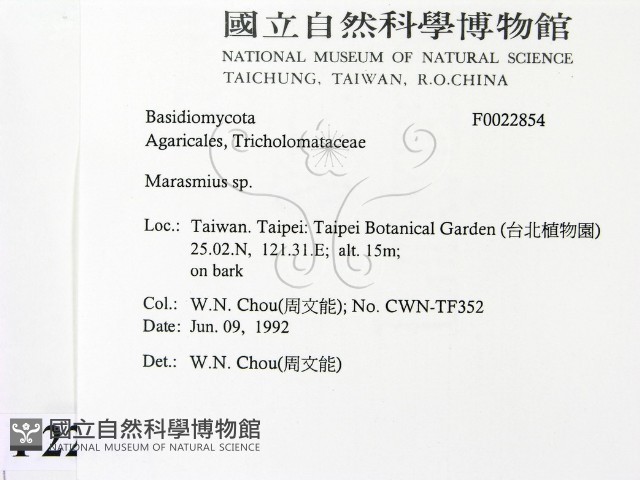 小皮傘屬藏品圖，第2張