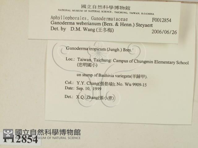 登錄號:F0012854藏品圖，第2張