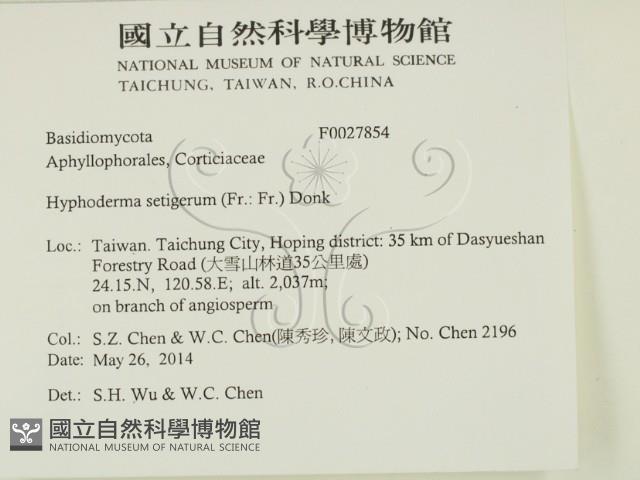 剛毛絲皮菌藏品圖，第2張