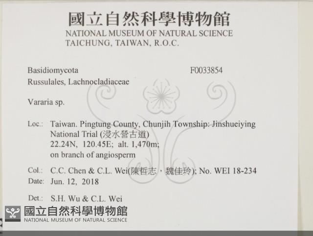 叉絲革菌屬藏品圖，第2張