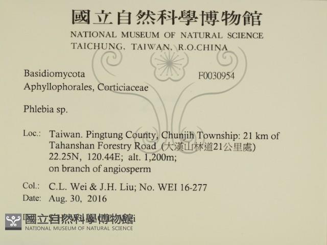 射脈菌屬藏品圖，第2張