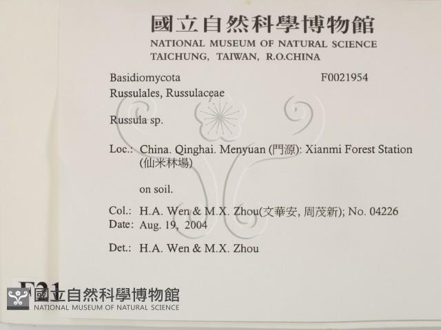 紅菇屬藏品圖，第2張
