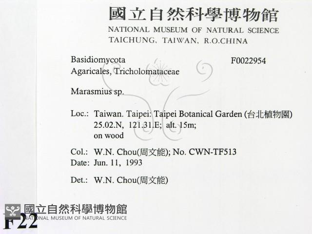 小皮傘屬藏品圖，第2張