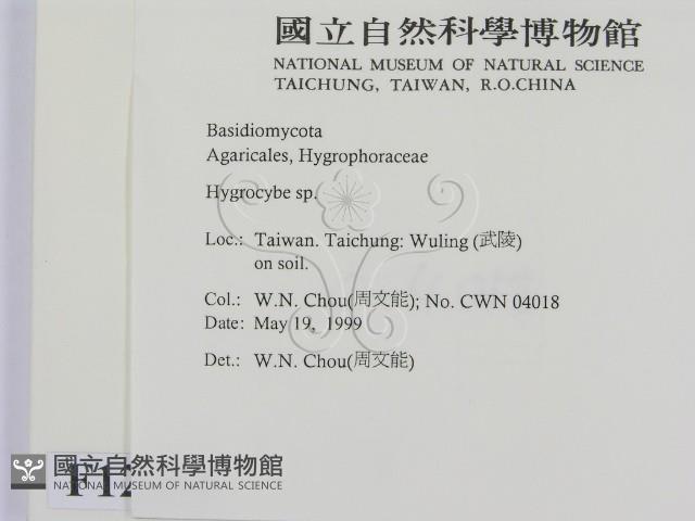 濕傘屬藏品圖，第2張