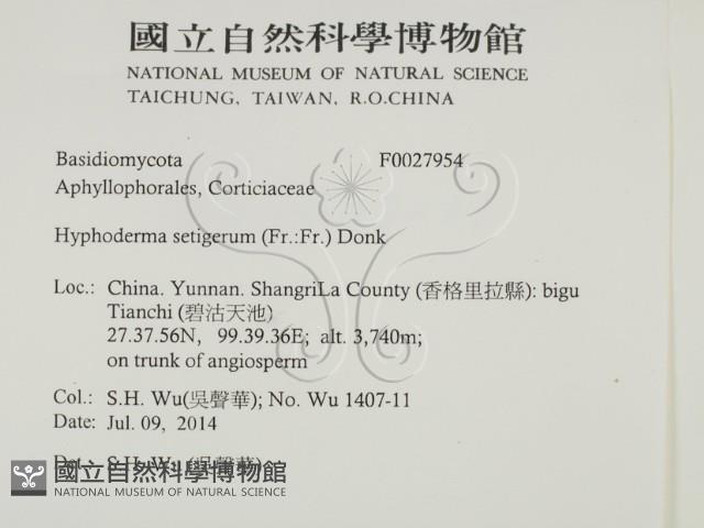 剛毛絲皮菌藏品圖，第2張