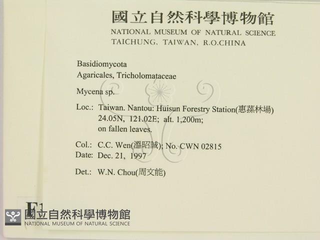 小菇屬藏品圖，第2張