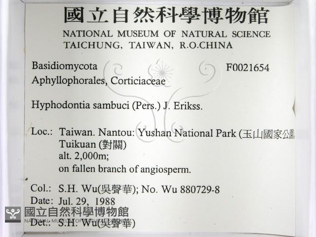 冇骨消絲齒菌藏品圖，第2張
