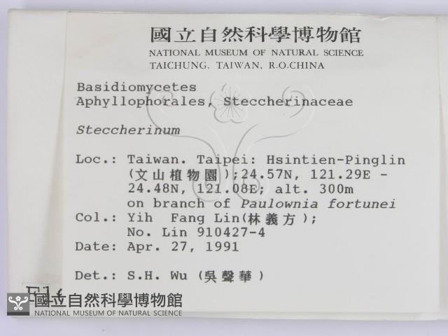 齒耳菌屬藏品圖，第2張