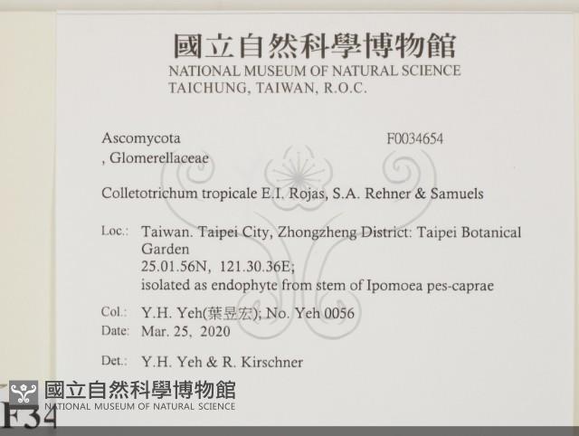 登錄號:F0034654藏品圖，第2張