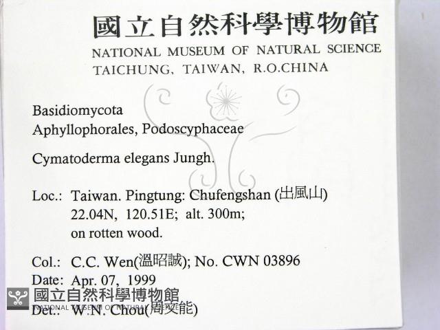優雅波邊革菌藏品圖，第2張