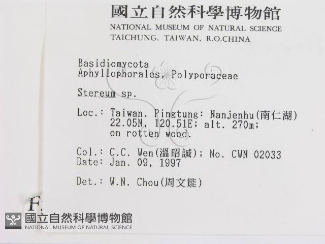 韌革菌屬藏品圖，第2張