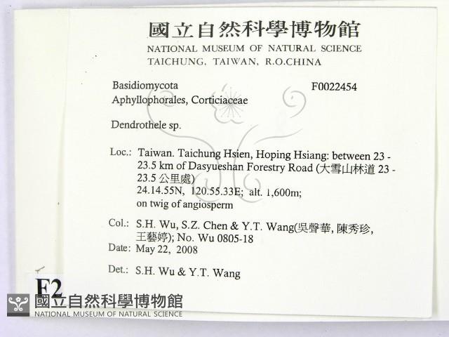 樹狀皮革菌屬藏品圖，第2張