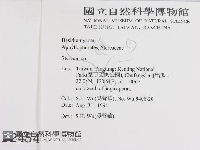 韌革菌屬藏品圖，第2張