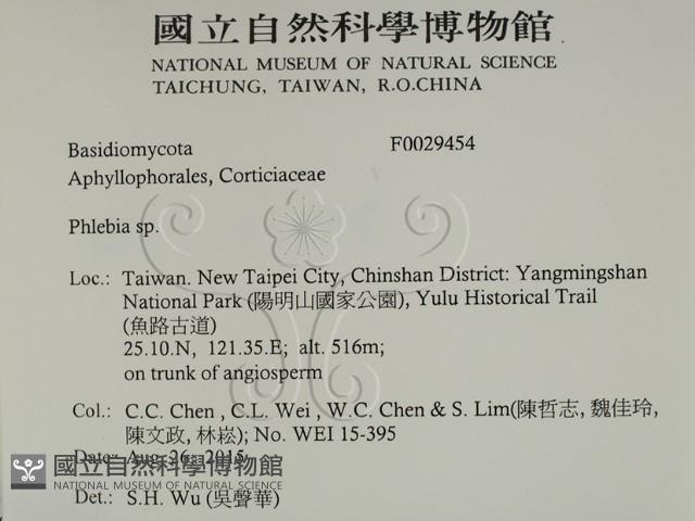 射脈菌屬藏品圖，第2張