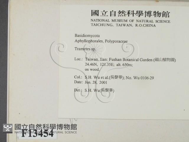 栓菌屬藏品圖，第2張