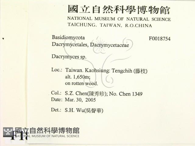 花耳屬藏品圖，第2張