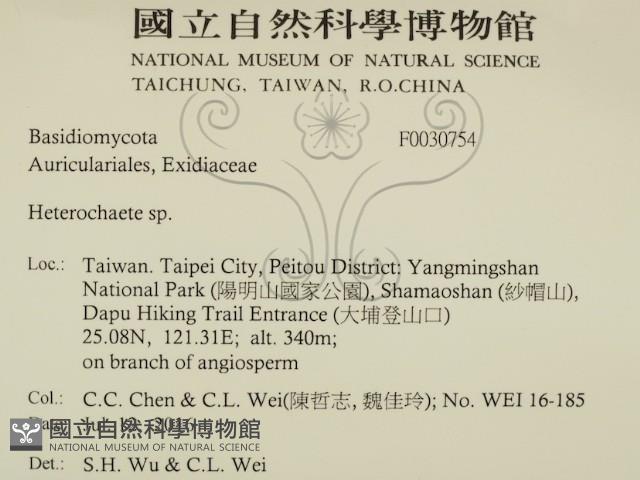 刺皮菌屬藏品圖，第2張