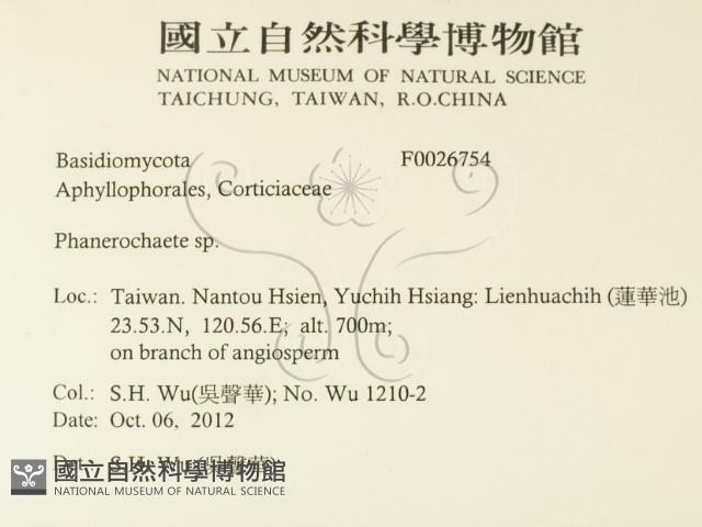 顯絲菌屬藏品圖，第2張