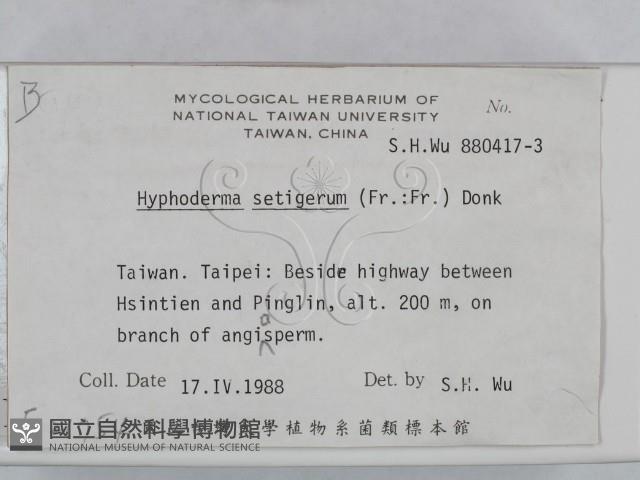 剛毛絲皮菌藏品圖，第2張