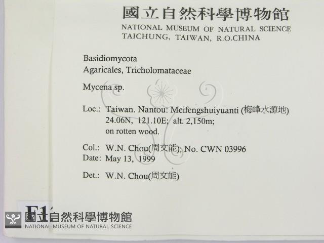 小菇屬藏品圖，第2張