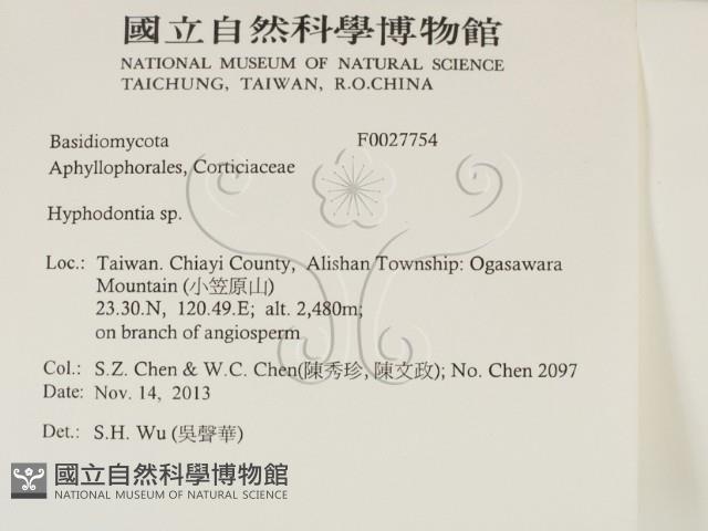 絲齒菌屬藏品圖，第2張