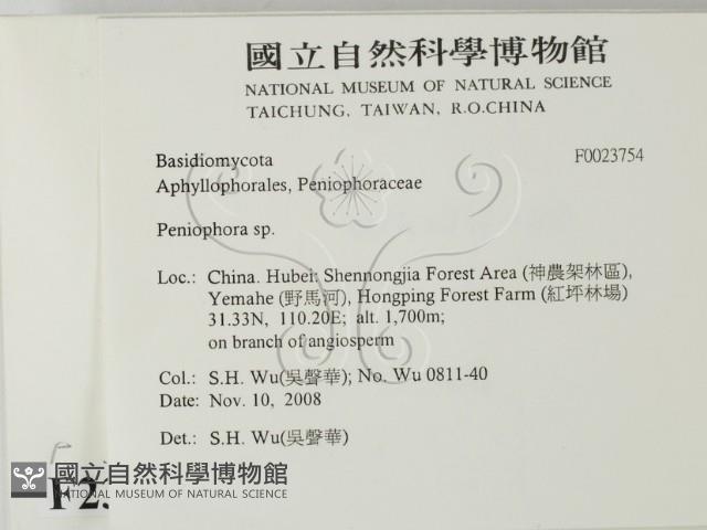 筍殼菌屬藏品圖，第2張