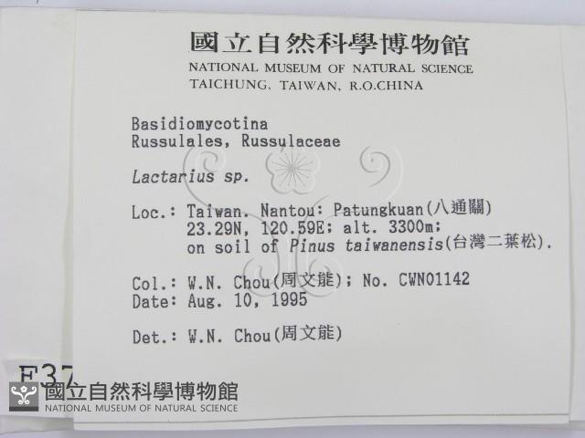 乳菇屬藏品圖，第2張