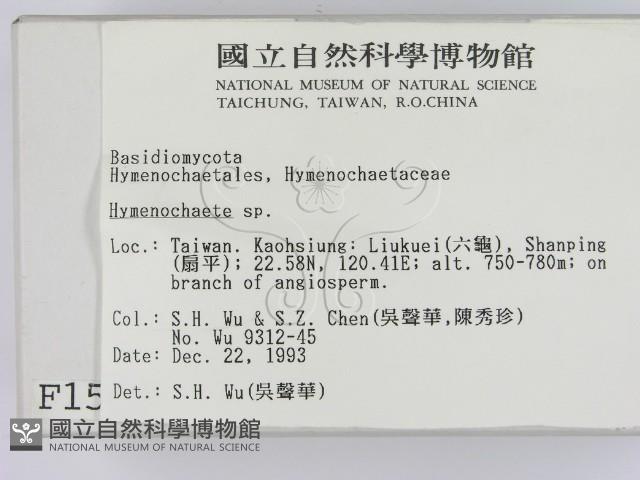 刺革菌屬藏品圖，第2張