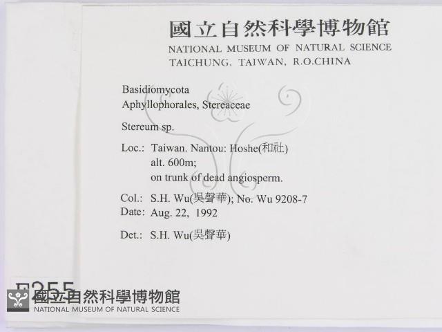 韌革菌屬藏品圖，第2張
