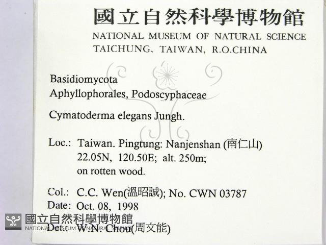 優雅波邊革菌藏品圖，第2張