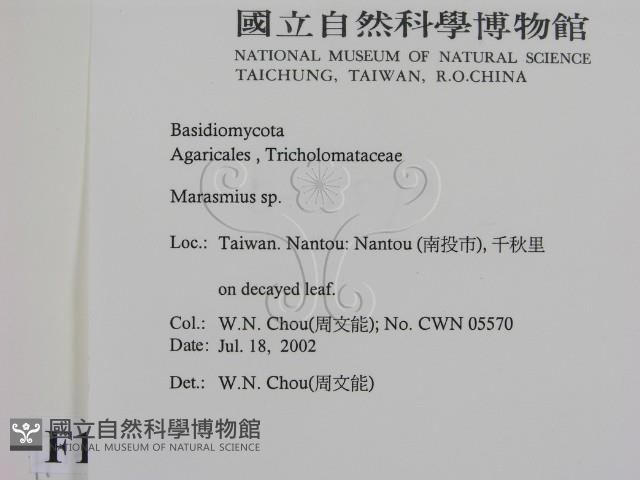 小皮傘屬藏品圖，第2張