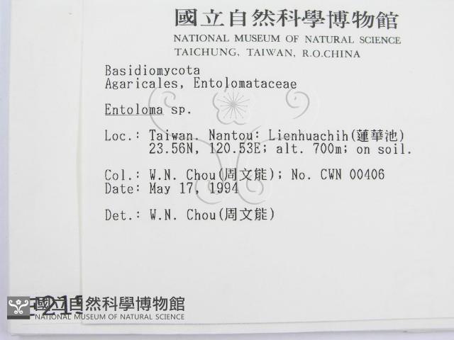 粉褶菌屬藏品圖，第2張