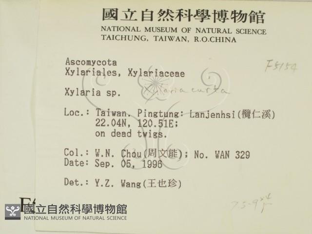 炭角菌屬藏品圖，第2張