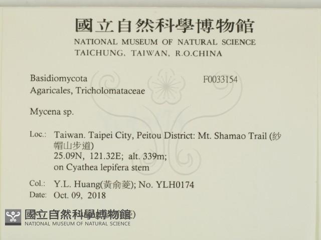 小菇屬藏品圖，第2張