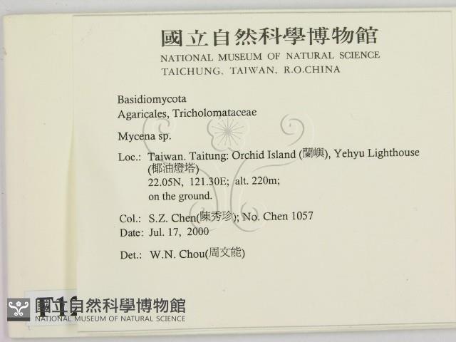 小菇屬藏品圖，第2張