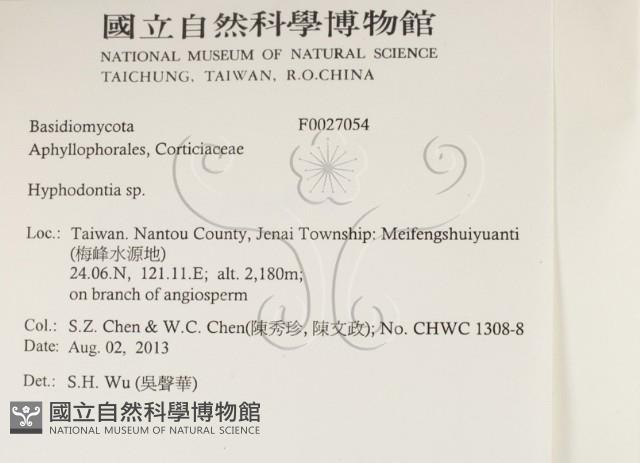 絲齒菌屬藏品圖，第2張