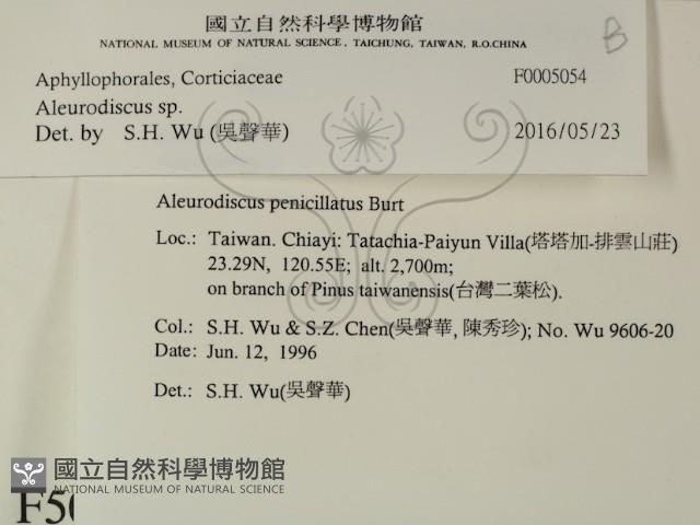 盤革菌屬藏品圖，第2張