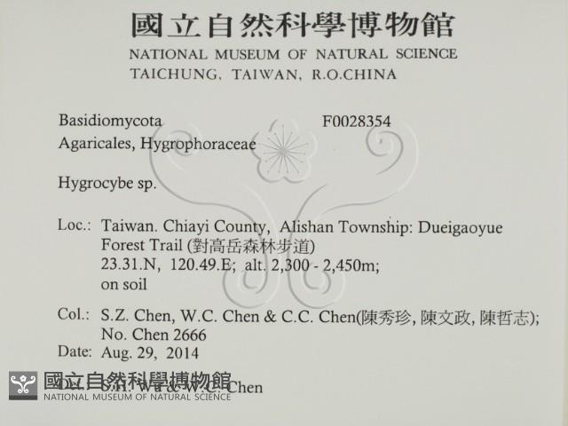 濕傘屬藏品圖，第2張